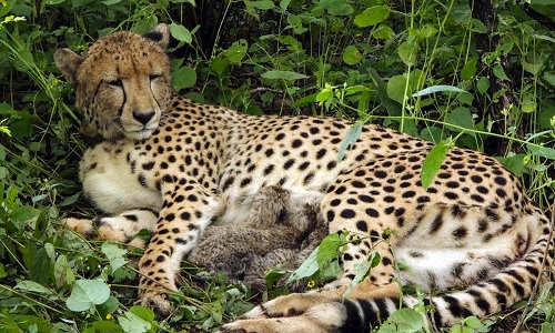 cheetah