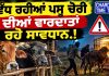 ਵੱਧ ਰਹੀਆਂ ਪਸ਼ੂ ਚੋਰੀ ਦੀਆਂ ਵਾਰਦਾਤਾਂ ਰਹੋ ਸਾਵਧਾਨ.!